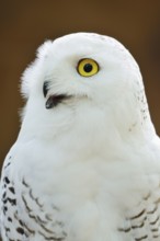 Snowy owl (Bubo scandiacus, Nyctea scandiaca), female, portrait, captive, North Rhine-Westphalia,