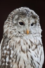Ural owl (Strix uralensis), portrait, Bavarian Forest, Germany