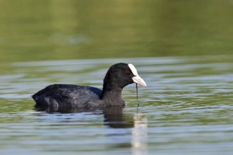 Eurasian Coot or coot rail (Fulica atra), North Rhine-Westphalia, Germany