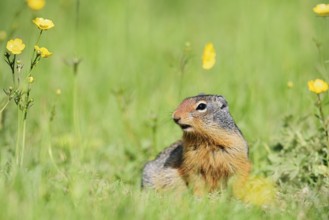 Columbia ground squirrel (Urocitellus columbianus, Spermophilus columbianus) in a flower meadow,