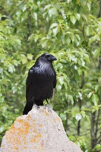 Raven (Corvus corax) sitting on a rock, Banff National Park, Alberta, Canada