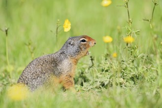 Columbia ground squirrel (Urocitellus columbianus, Spermophilus columbianus) sits calling in a
