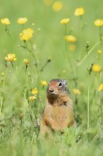 Columbia ground squirrel (Urocitellus columbianus, Spermophilus columbianus) in a flower meadow,