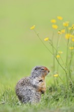 Columbia ground squirrel (Urocitellus columbianus, Spermophilus columbianus), Yoho National Park,