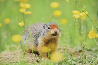 Columbia ground squirrel (Urocitellus columbianus, Spermophilus columbianus) sits calling at a
