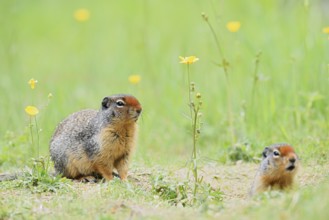 Columbia ground squirrel (Urocitellus columbianus, Spermophilus columbianus), two adults at the