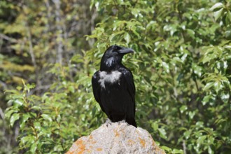 Raven (Corvus corax) sitting on a rock, Banff National Park, Alberta, Canada