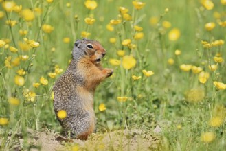 Columbia ground squirrel (Urocitellus columbianus, Spermophilus columbianus) sits feeding in a