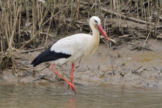 White stork (Ciconia ciconia) collecting nesting material, Algarve, Portugal