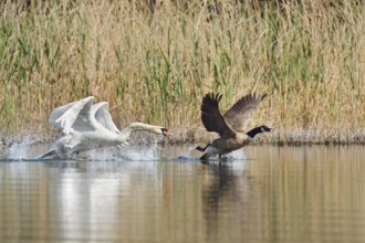 Mute swan (Cygnus olor) chasing away a Canada goose (Branta canadensis), North Rhine-Westphalia,