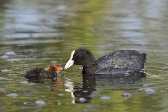 Eurasian Coot (Fulica atra) feeding chicks, North Rhine-Westphalia, Germany