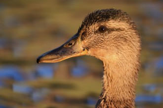 Mallard (Anas platyrhynchos), female, portrait, North Rhine-Westphalia, Germany