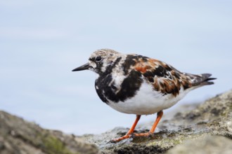 Ruddy turnstone (Arenaria interpres), Algarve, Portugal