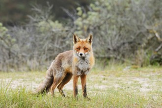 Red fox (Vulpes vulpes), North Holland, Netherlands