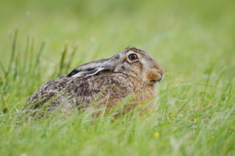 European hare (Lepus europaeus) sitting in a meadow, North Rhine-Westphalia, Germany