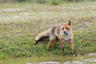 Red fox (Vulpes vulpes) standing by a stream, North Holland, Netherlands