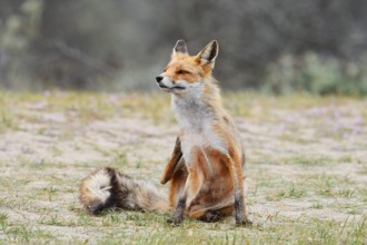Red fox (Vulpes vulpes) scratching itself, North Holland, Netherlands
