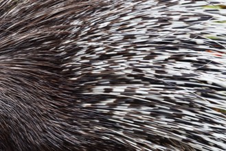 Indian crested porcupine or Indian porcupine (Hystrix indica), fur and spines, captive, occurring