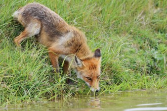 Red fox (Vulpes vulpes) drinking from a stream, North Holland, Netherlands
