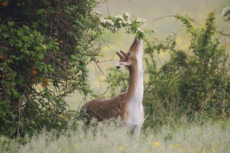 Fallow deer (Dama dama), fallow deer with velvet antlers feeding on a branch of hawthorn