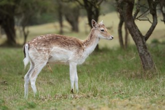 Fallow deer (Dama dama), Zeeland, Netherlands