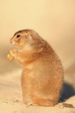 Black-tailed prairie dog (Cynomys ludovicianus), sits upright and eats a carrot, captive, occurring