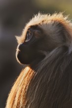 Djelada or blood-breasted baboon (Theropithecus gelada), male in backlight, portrait, captive,