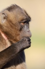 Djelada or blood-breasted baboon (Theropithecus gelada), female, portrait, captive, occurrence in