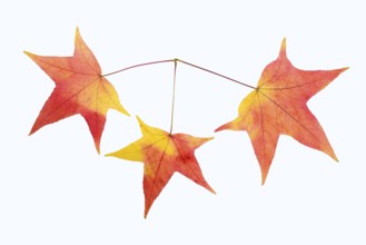 Fan maple (Acer palmatum, leaf in autumn on a white background