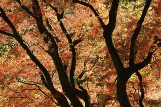 Fan maple (Acer palmatum) in autumn, North Rhine-Westphalia, Germany