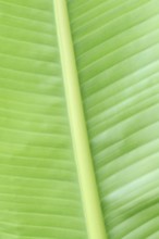 Ornamental banana or Abyssinian banana (Ensete ventricosum), leaf detail, ornamental plant, North