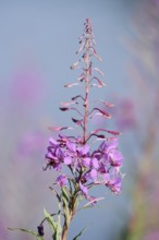 Blooming sally (Epilobium angustifolium), inflorescence, North Rhine-Westphalia, Germany