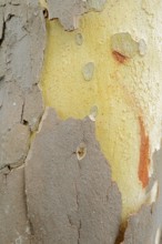 Platanus × acerifolia or common plane tree (Platanus ×hispanica, Platanus × acerifolia), tree bark,