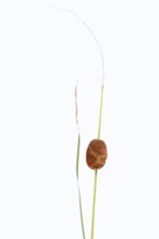 Small cattail or dwarf cattail (Typha minima), fruit stand against a white background, Austria