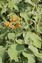 Dwarf tamarillo or dwarf tree tomato (Solanum abutiloides, Cyphomandra abutiloides), fruits on the