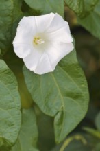 Larger bindweed (Calystegia sepium), flower, North Rhine-Westphalia, Germany
