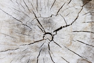 Black poplar or Saar tree (Populus nigra), cross-section of the trunk, North Rhine-Westphalia,