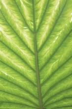Taro or water bread root (Colocasia esculenta), useful plant, leaf detail, North Rhine-Westphalia,