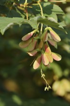 Field maple (Acer campestre), branch with fruit, North Rhine-Westphalia, Germany