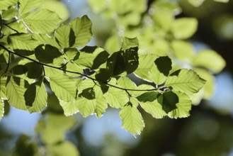 European beech (Fagus sylvatica), leaves in spring, North Rhine-Westphalia, Germany