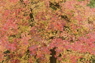 American sweetgum (Liquidambar styraciflua) in autumn, North Rhine-Westphalia, Germany