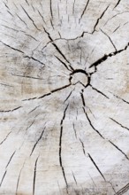 Black poplar or Saar tree (Populus nigra), cross-section of the trunk, North Rhine-Westphalia,