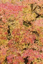American sweetgum (Liquidambar styraciflua) in autumn, North Rhine-Westphalia, Germany