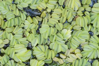 Salvinia natans or common floating fern (Salvinia natans), Baden-Württemberg, Germany