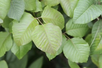 Toxicodendron radicans (Toxicodendron radicans, Rhus radicans), leaves, Bavaria, Germany, neophyte