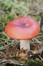 Cherry red russula (Russula emetica), Gelderland, Netherlands