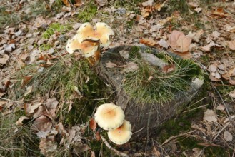 Sulphur tuft (Hypholoma fasciculare) on a tree stump, Gelderland, Netherlands