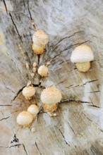 Poplar Schüppling (Hemipholiota populnea, Pholiota destruens), North Rhine-Westphalia, Germany
