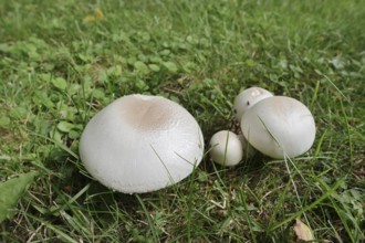 White aniseed mushroom (Agaricus arvensis, Psalliota arvensis), North Rhine-Westphalia, Germany