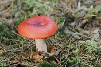 Cherry red russula (Russula emetica), Gelderland, Netherlands